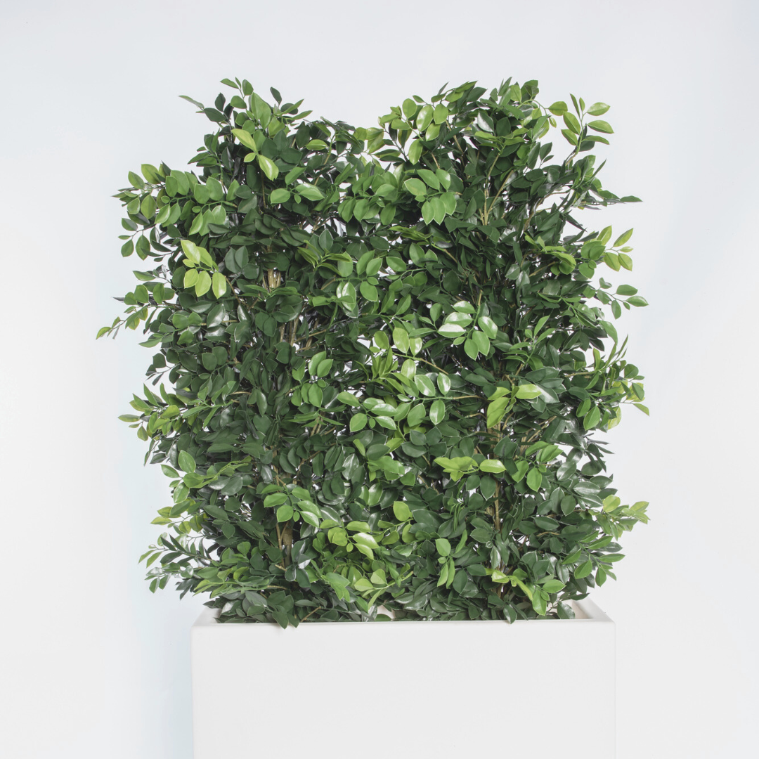 Jasmin