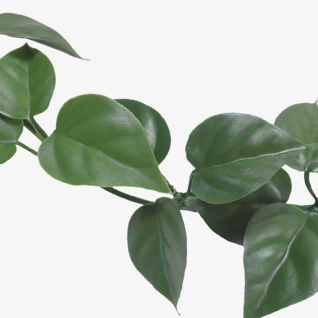 Rampicante