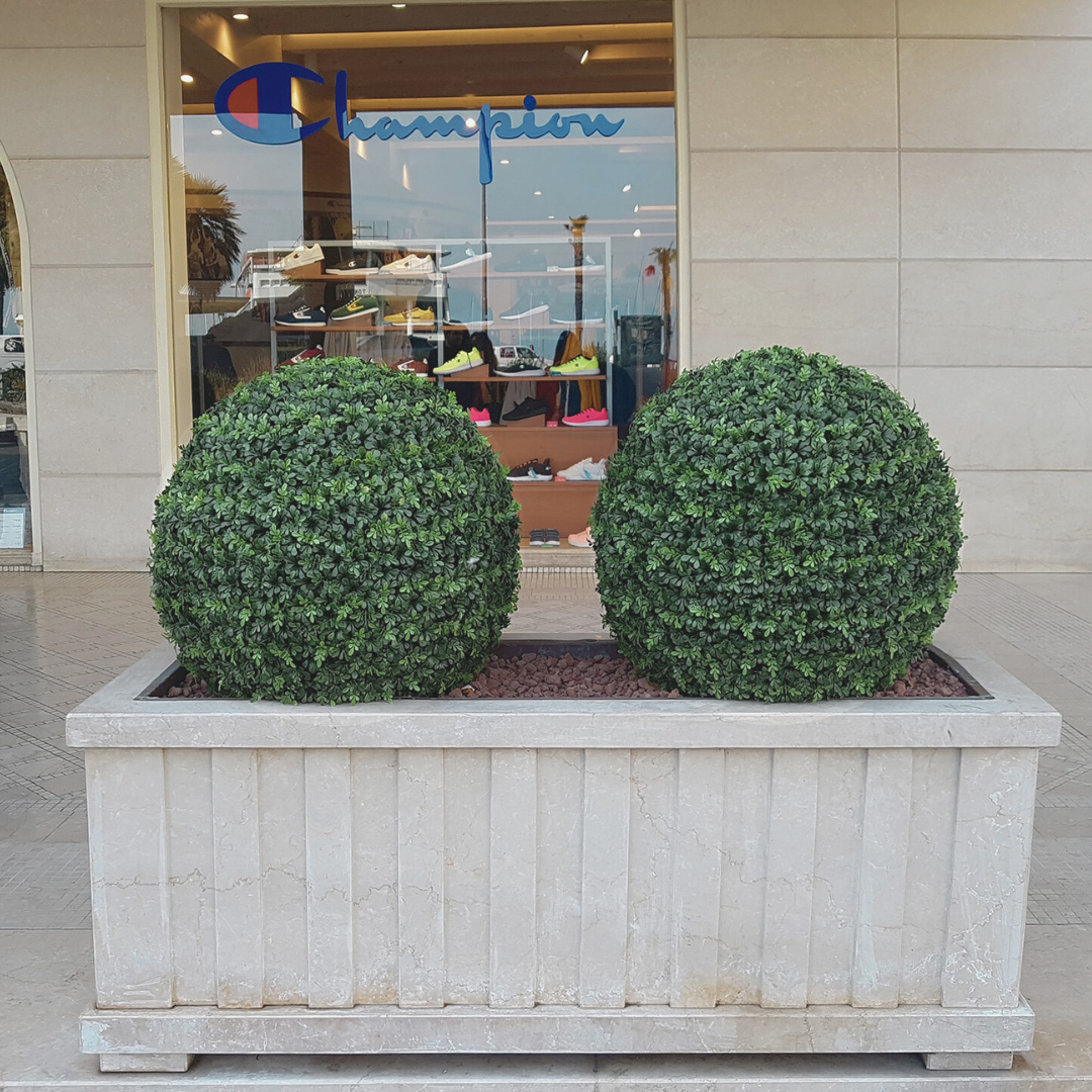 Boxwood