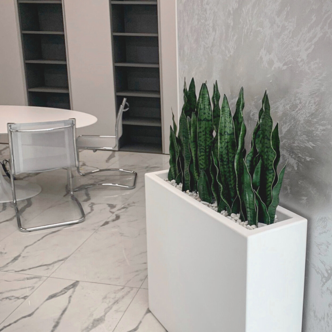Green Sanseveria
