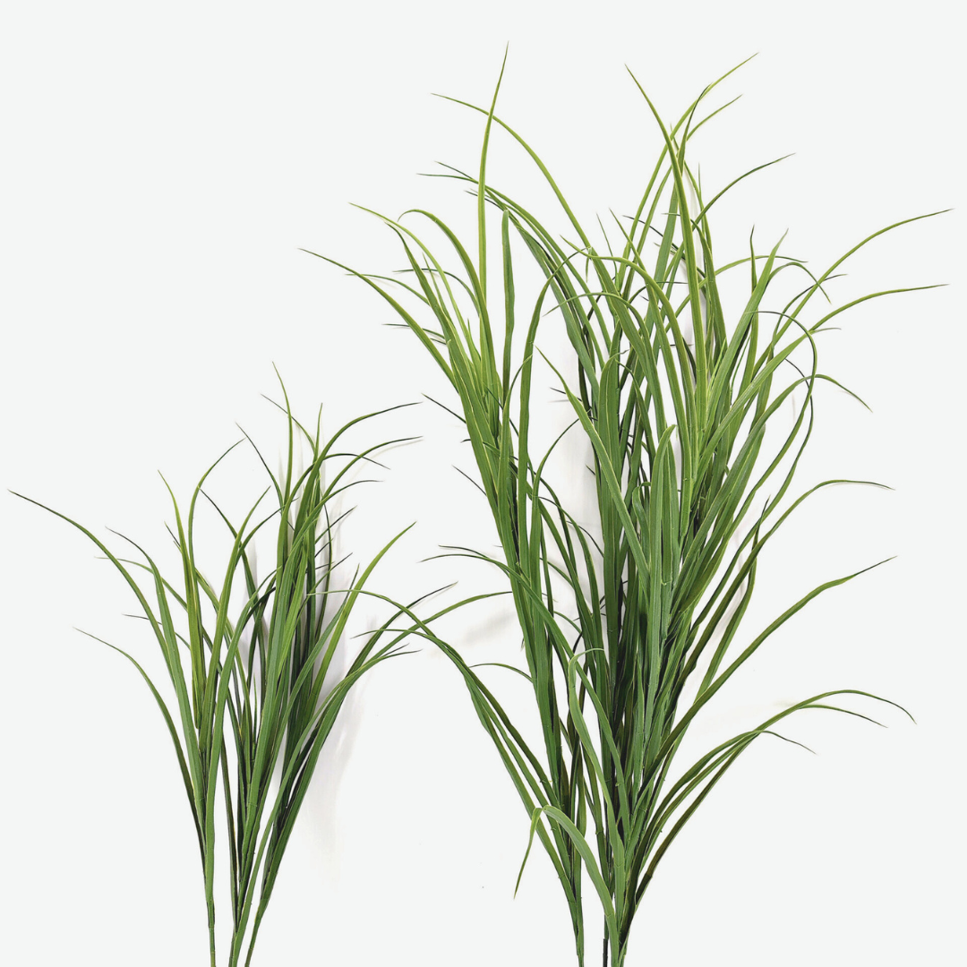 Graminacea Alta