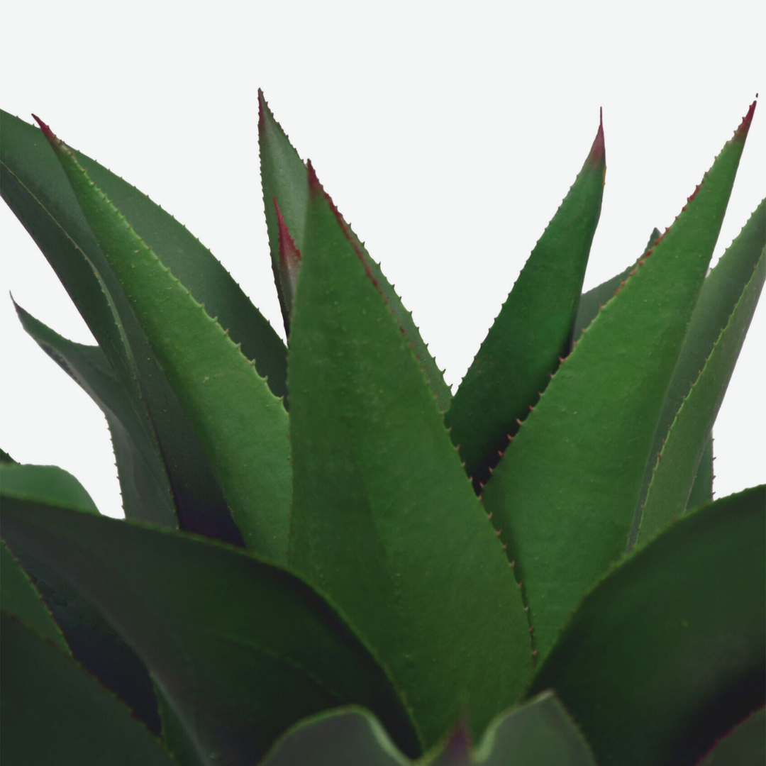 Agave corta