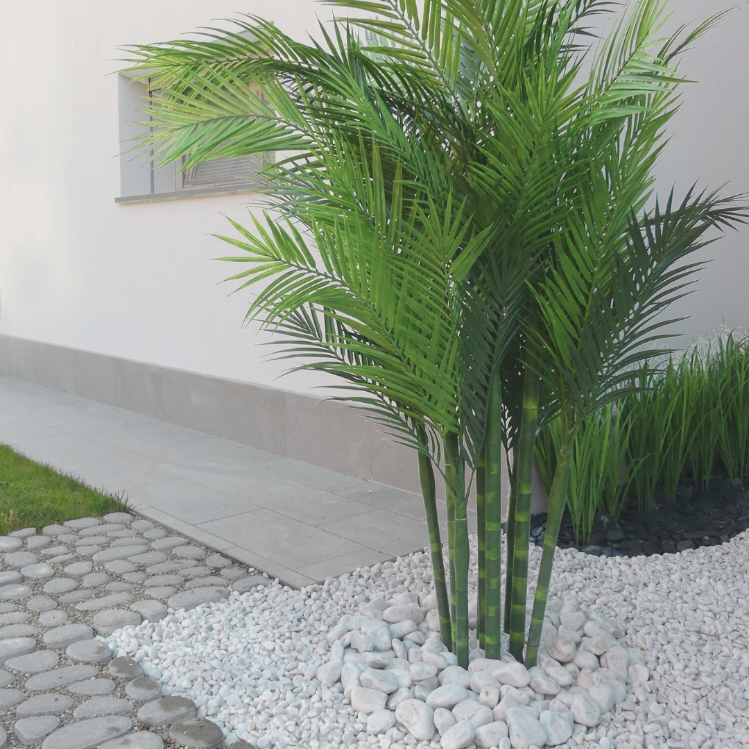 Areca Palm