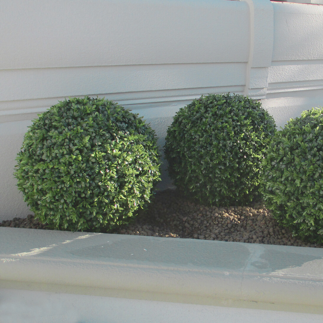Boxwood