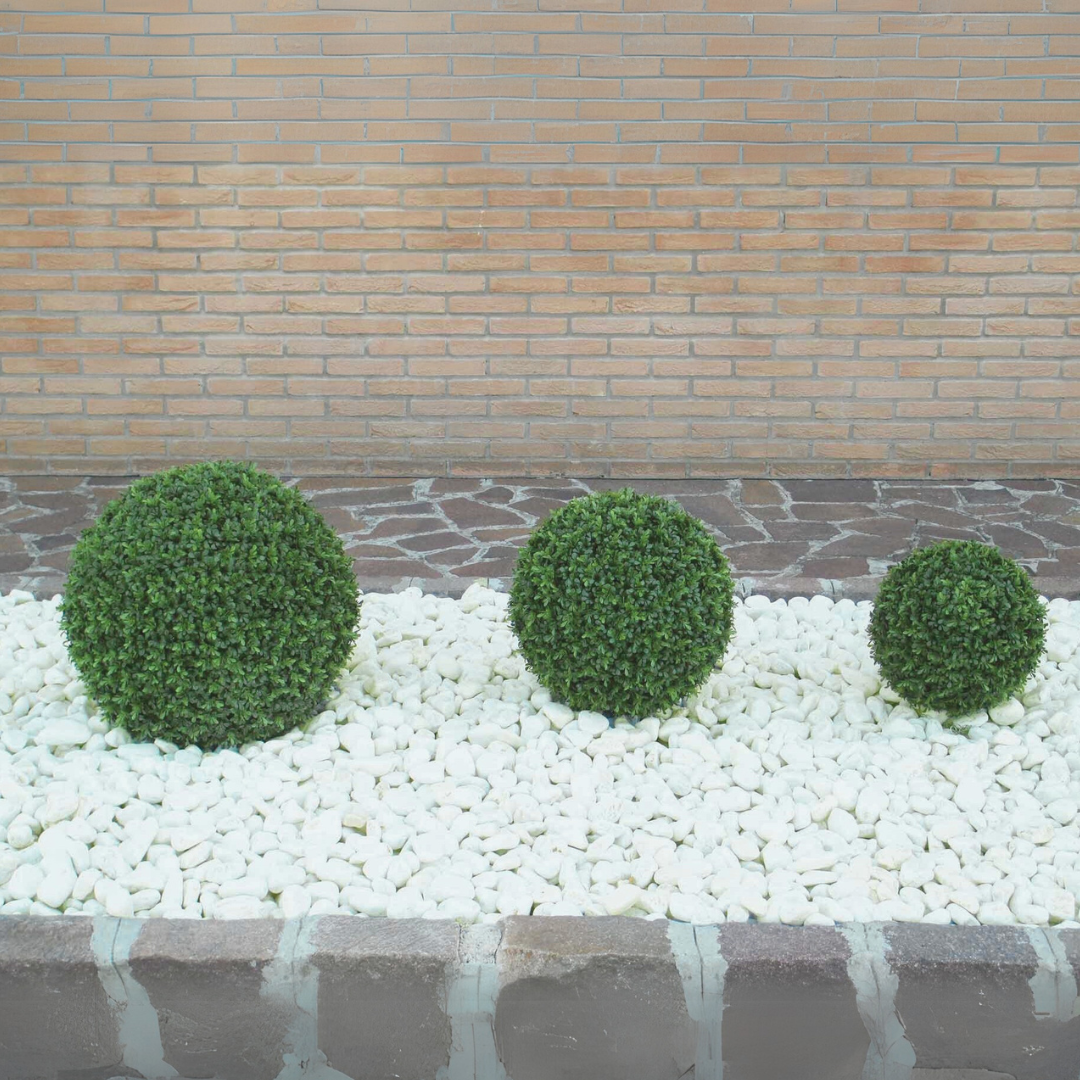 Boxwood