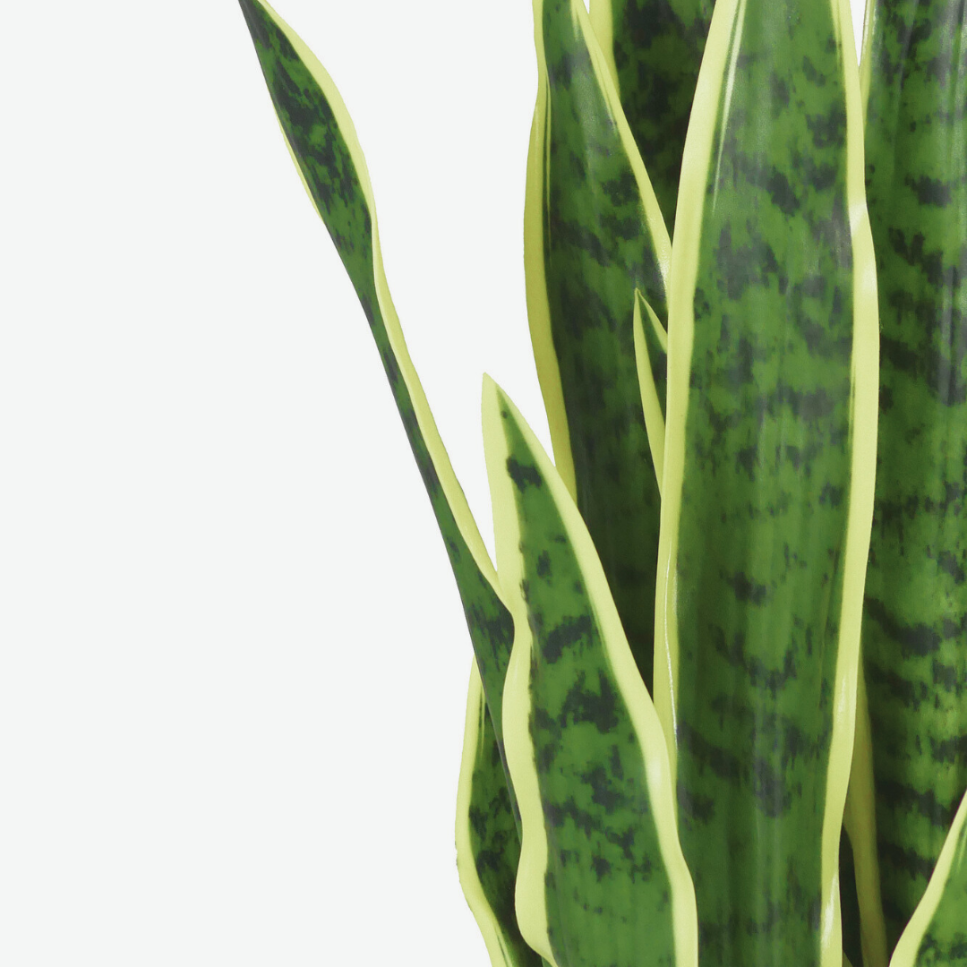 Sanseveria Gialla