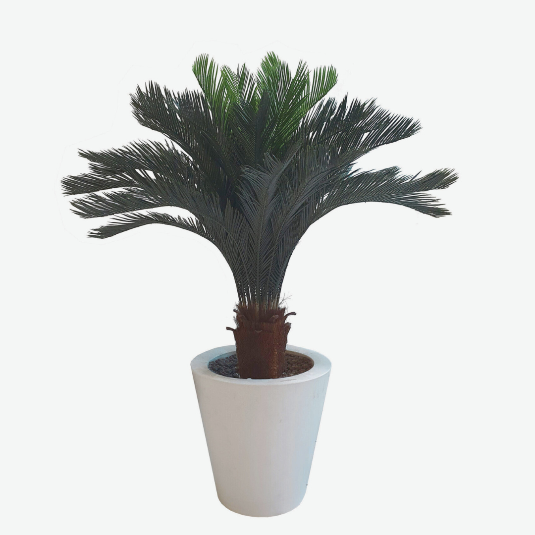 Chycas Revoluta Media