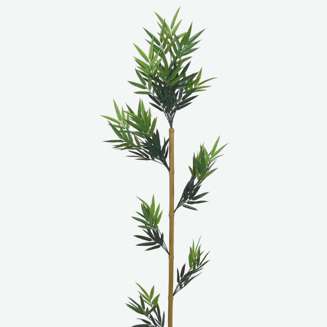 Bamboo