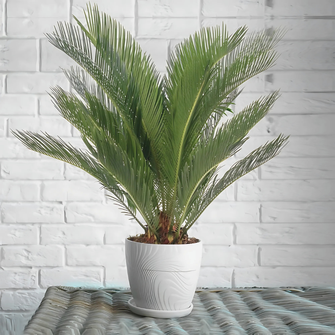 Chycas Revoluta