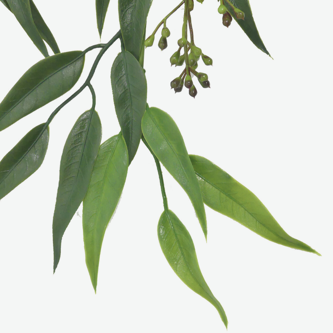 Staigeriana Bush