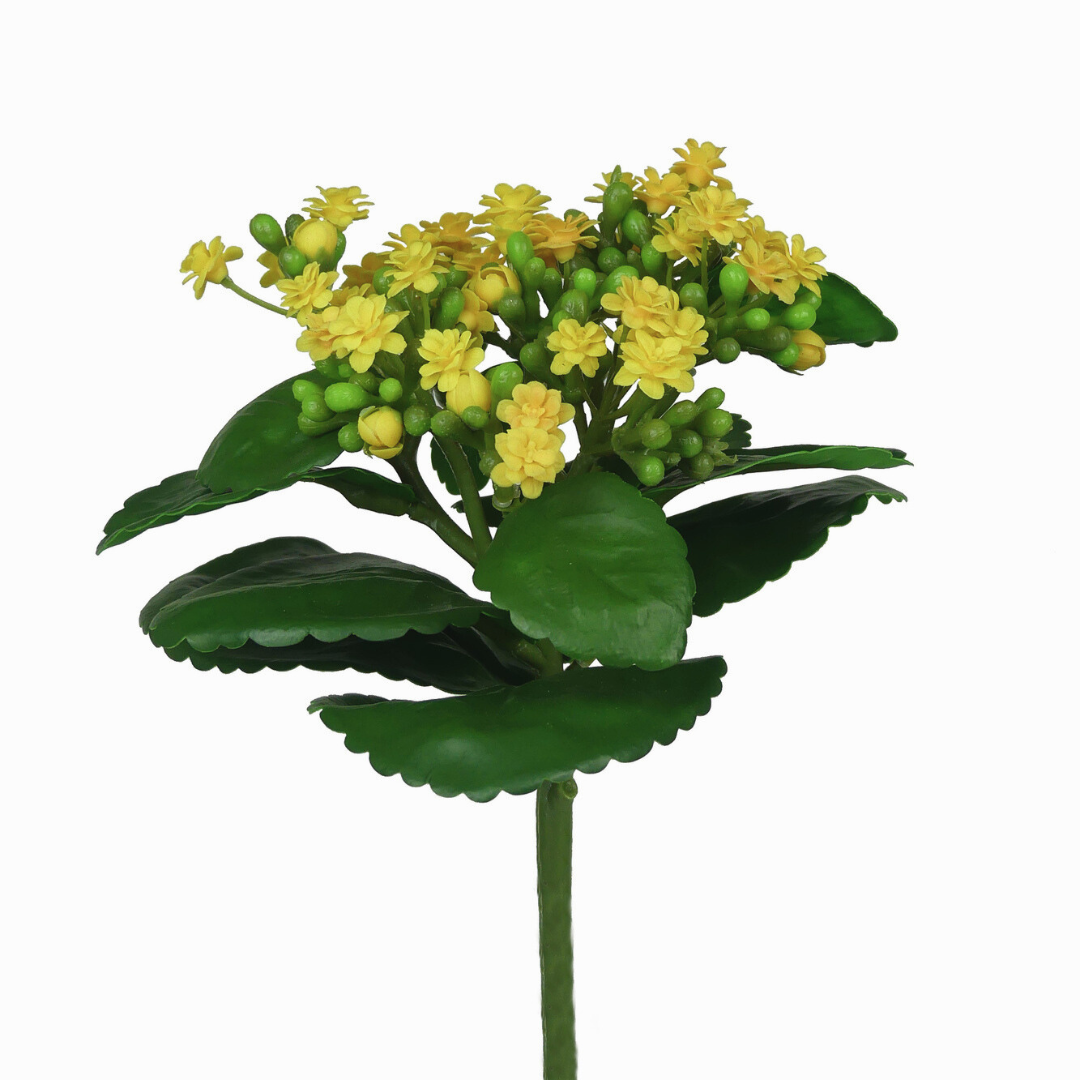 Yellow Kalanchoe