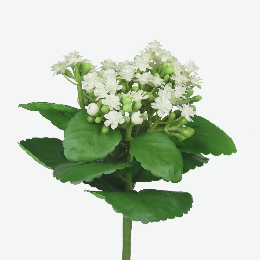 White Kalanchoe
