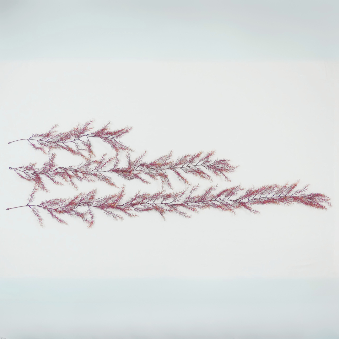 Purple Asparagine