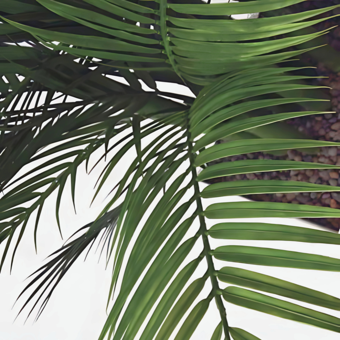 Areca Palm