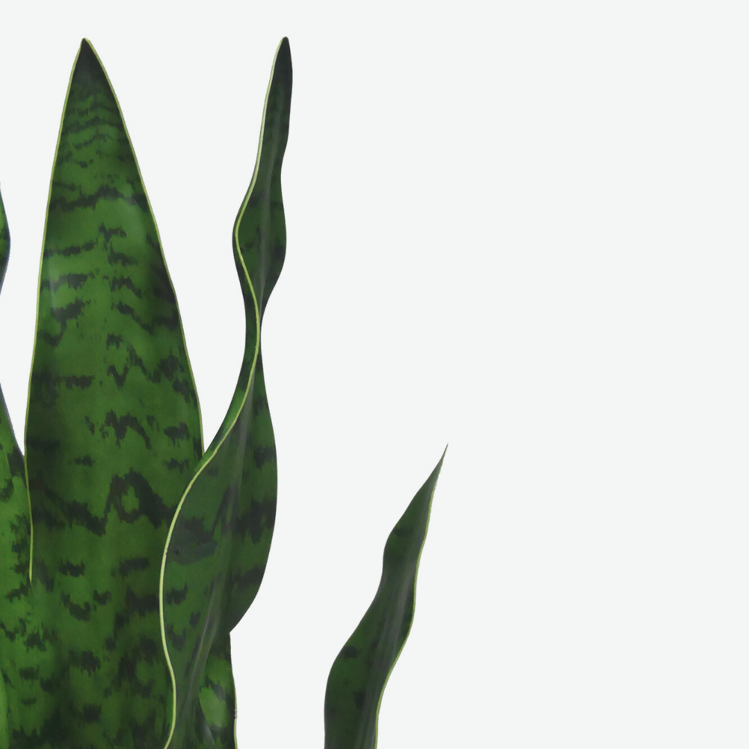 Sanseveria Verde