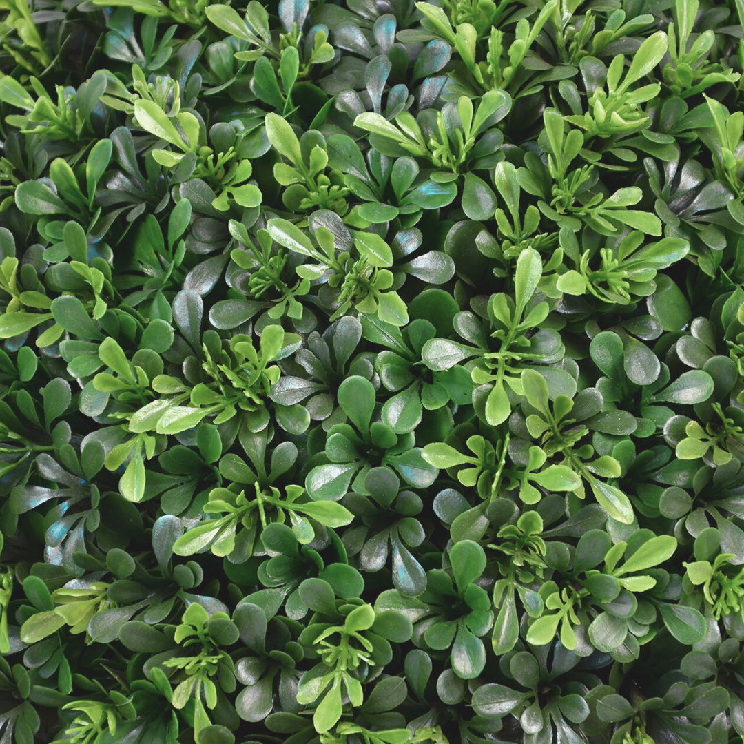 Boxwood
