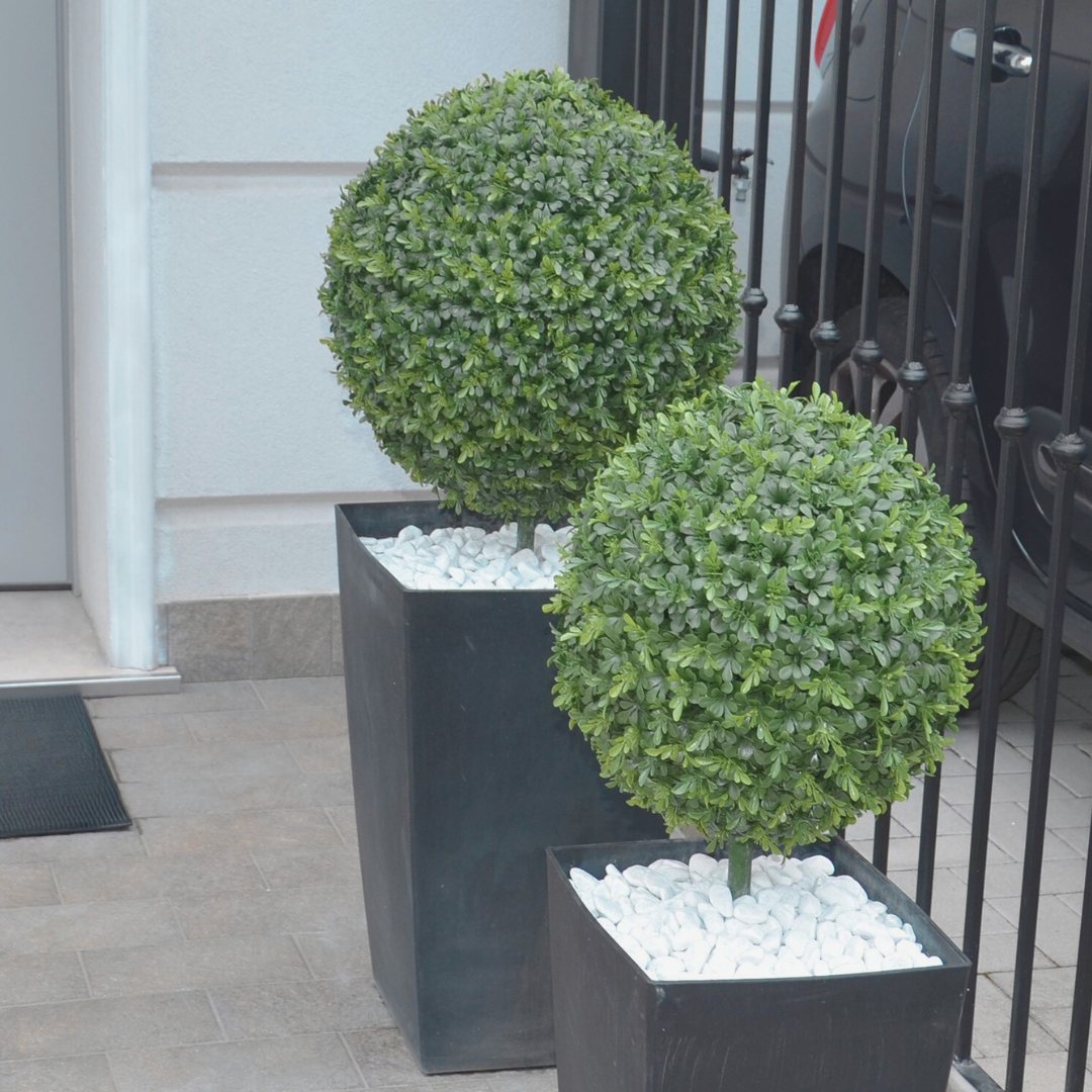 Boxwood
