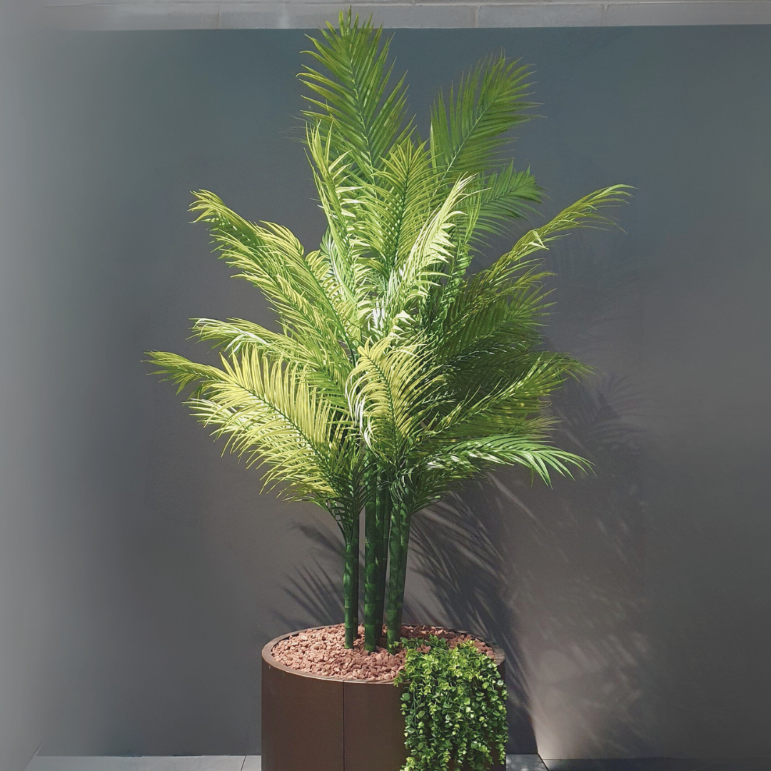 Palma Areca