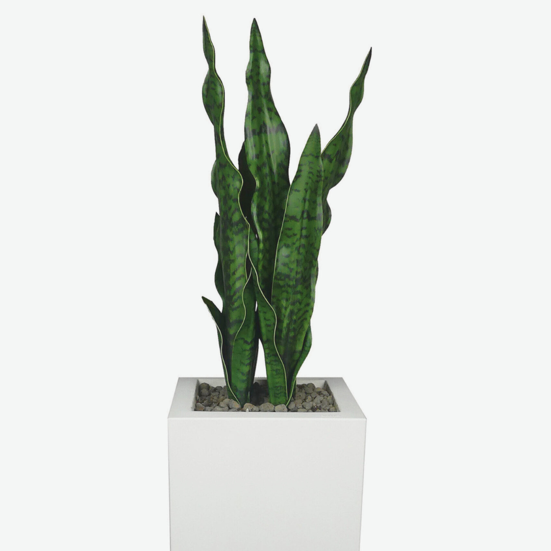 Sanseveria Verde