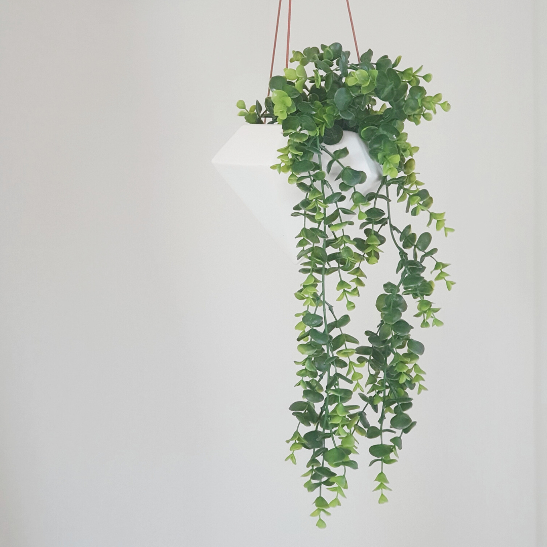 Green Eucalyptus
