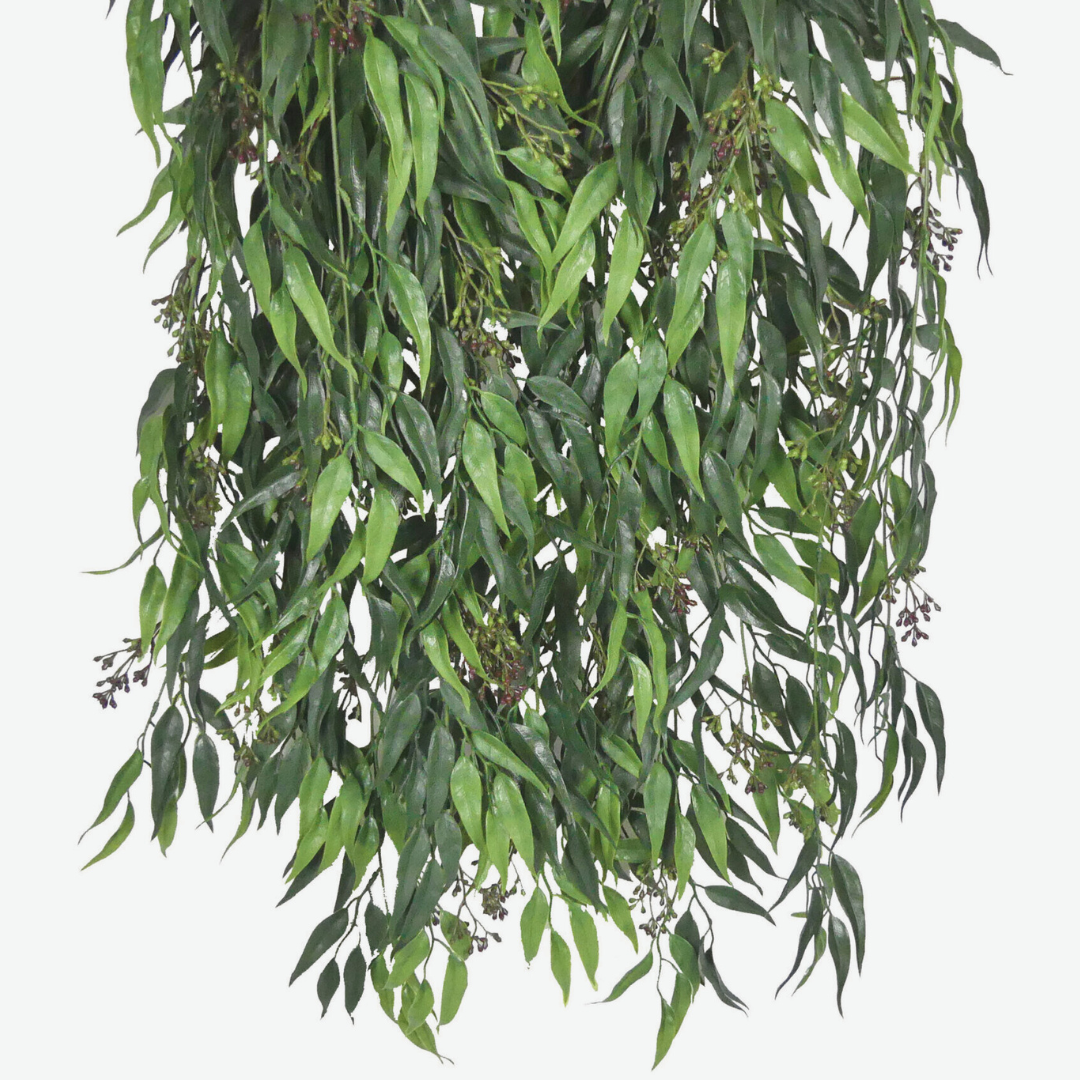 Staigeriana Bush