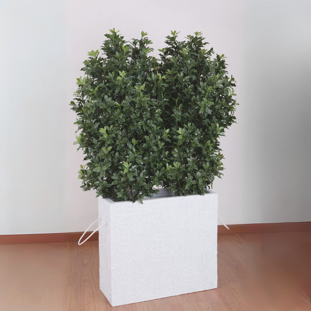 Osmanthus