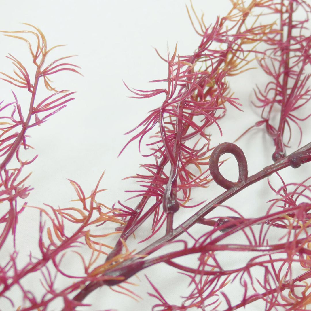 Purple Asparagine