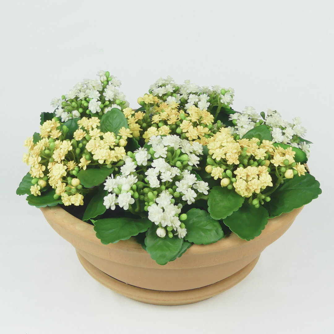 White Kalanchoe