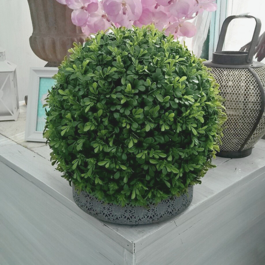 Boxwood