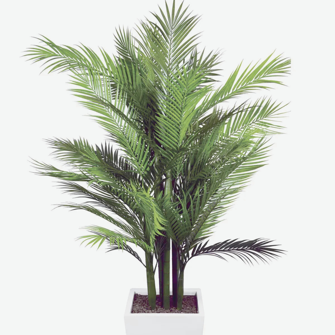 Palma Areca