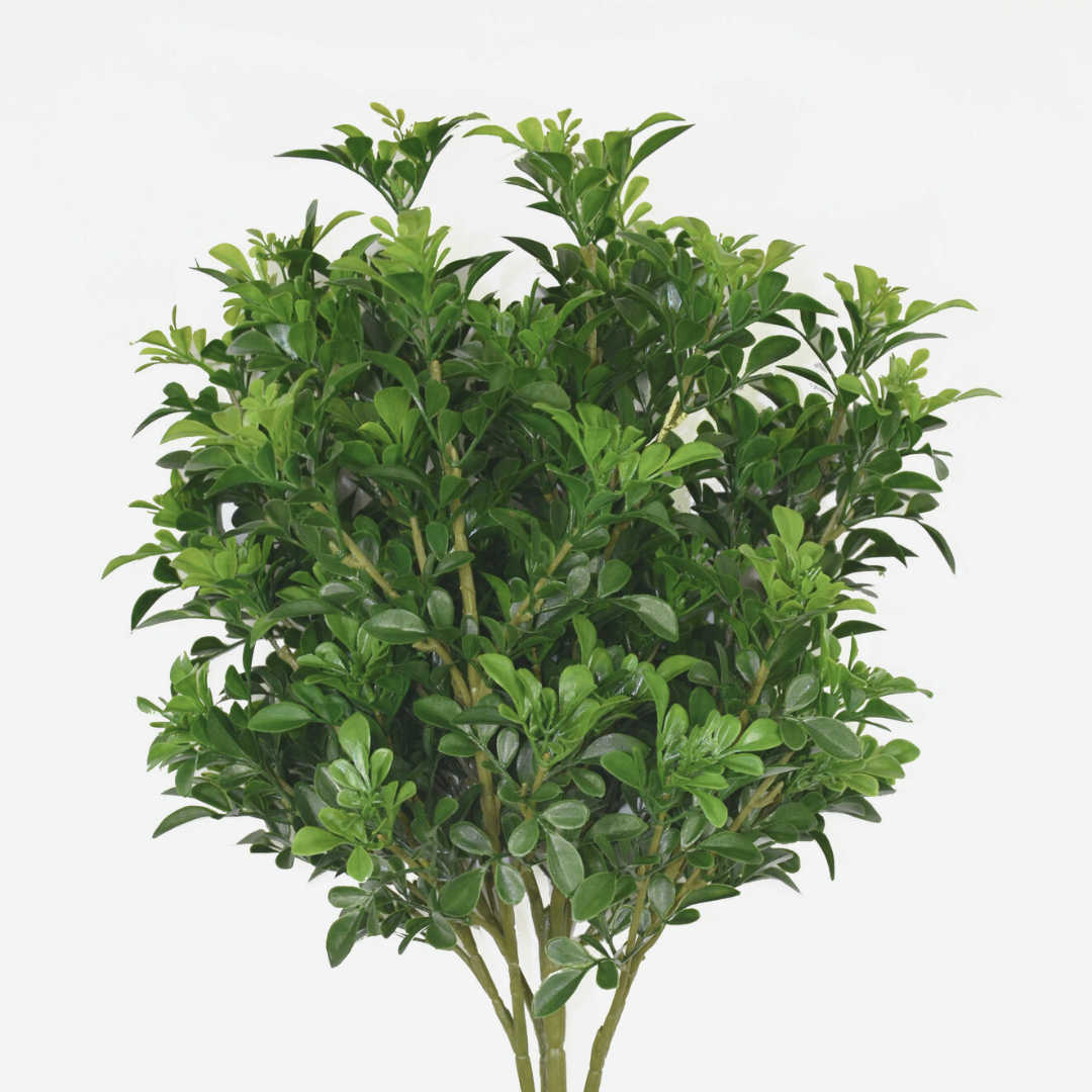 Buxus