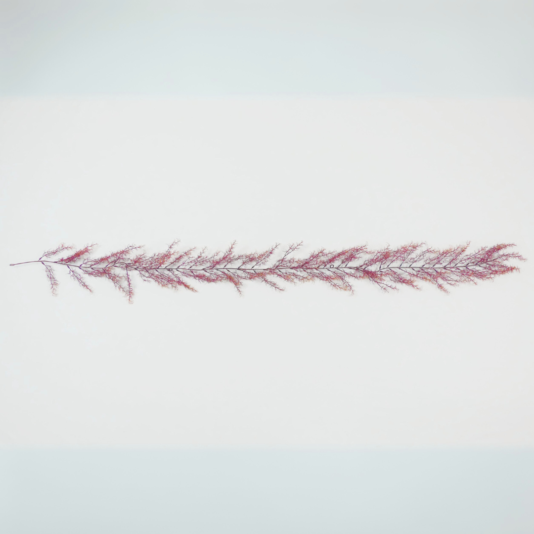Purple Asparagine