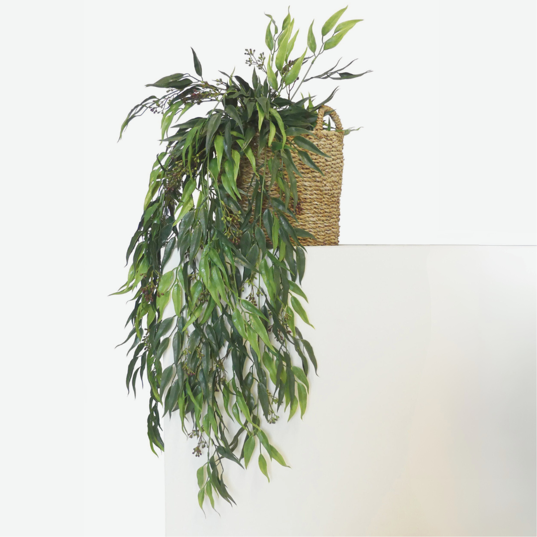 Staigeriana Bush